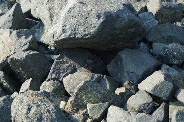Grapsus tenuicrustatus yengeci Nisan ayında Khor Fakkan Sahili 'nde Umman Körfezi yakınlarındaki kayalara tırmanır. Grapsus tenuicrustatus (İnce kabuklu kaya yengeci), Grapsidae familyasından bir kabuklu hayvan türüdür. Khor Fakkan, Sharjah, BAE.    