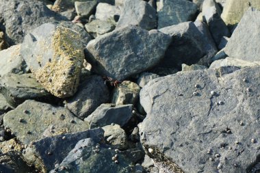 Grapsus tenuicrustatus yengeci Nisan ayında Khor Fakkan Sahili 'nde Umman Körfezi yakınlarındaki kayalara tırmanır. Grapsus tenuicrustatus (İnce kabuklu kaya yengeci), Grapsidae familyasından bir kabuklu hayvan türüdür. Khor Fakkan, Sharjah, BAE.    