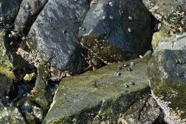 Grapsus tenuicrustatus yengeçleri Nisan ayında Khor Fakkan Sahili 'nde Umman Körfezi yakınlarındaki kayalara tırmanır. Grapsus tenuicrustatus (İnce kabuklu kaya yengeci), Grapsidae familyasından bir kabuklu hayvan türüdür. Khor Fakkan, Sharjah, BAE.  