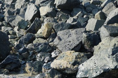 Grapsus tenuicrustatus yengeçleri Nisan ayında Khor Fakkan Sahili 'nde Umman Körfezi yakınlarındaki kayalara tırmanır. Grapsus tenuicrustatus (İnce kabuklu kaya yengeci), Grapsidae familyasından bir kabuklu hayvan türüdür. Khor Fakkan, Sharjah, BAE.  