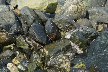 Grapsus tenuicrustatus yengeci Nisan ayında Khor Fakkan Sahili 'nde Umman Körfezi yakınlarındaki kayalara tırmanır. Grapsus tenuicrustatus (İnce kabuklu kaya yengeci), Grapsidae familyasından bir kabuklu hayvan türüdür. Khor Fakkan, Sharjah, BAE.    