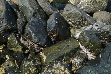Grapsus tenuicrustatus yengeci Nisan ayında Khor Fakkan Sahili 'nde Umman Körfezi yakınlarındaki kayalara tırmanır. Grapsus tenuicrustatus (İnce kabuklu kaya yengeci), Grapsidae familyasından bir kabuklu hayvan türüdür. Khor Fakkan, Sharjah, BAE.    