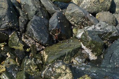 Grapsus tenuicrustatus yengeci Nisan ayında Khor Fakkan Sahili 'nde Umman Körfezi yakınlarındaki kayalara tırmanır. Grapsus tenuicrustatus (İnce kabuklu kaya yengeci), Grapsidae familyasından bir kabuklu hayvan türüdür. Khor Fakkan, Sharjah, BAE.    