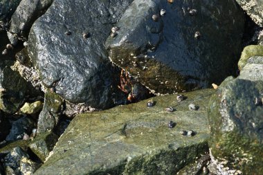 Grapsus tenuicrustatus yengeci Nisan ayında Khor Fakkan Sahili 'nde Umman Körfezi yakınlarındaki kayalara tırmanır. Grapsus tenuicrustatus (İnce kabuklu kaya yengeci), Grapsidae familyasından bir kabuklu hayvan türüdür. Khor Fakkan, Sharjah, BAE.    
