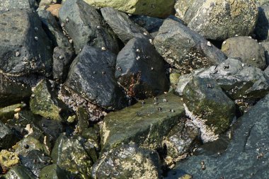 Grapsus tenuicrustatus yengeci Nisan ayında Khor Fakkan Sahili 'nde Umman Körfezi yakınlarındaki kayalara tırmanır. Grapsus tenuicrustatus (İnce kabuklu kaya yengeci), Grapsidae familyasından bir kabuklu hayvan türüdür. Khor Fakkan, Sharjah, BAE.    