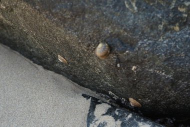 Nisan ayında Khor Fakkan kıyı şeridindeki Umman Körfezi taşkın bölgesinde kayalarda yaşayan kabuklu deniz ürünleri ve kalori fosilleri bulundu. Kabuklu deniz hayvanları, dış iskelet taşıyan su omurgasızlarıdır. Şeriat, Birleşik Arap Emirlikleri.