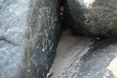 Nisan ayında Khor Fakkan kıyı şeridindeki Umman Körfezi taşkın bölgesinde kayalarda yaşayan kabuklu deniz ürünleri ve kalori fosilleri bulundu. Kabuklu deniz hayvanları, dış iskelet taşıyan su omurgasızlarıdır. Şeriat, Birleşik Arap Emirlikleri.