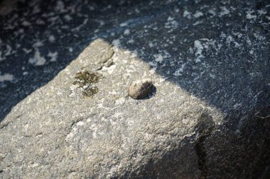 Nisan ayında Khor Fakkan kıyı şeridindeki Umman Körfezi taşkın bölgesinde kayalarda yaşayan kabuklu deniz ürünleri ve kalori fosilleri bulundu. Kabuklu deniz hayvanları, dış iskelet taşıyan su omurgasızlarıdır. Şeriat, Birleşik Arap Emirlikleri.