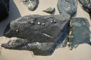 Nisan ayında Khor Fakkan kıyı şeridindeki Umman Körfezi taşkın bölgesinde kayalarda yaşayan kabuklu deniz ürünleri ve kalori fosilleri bulundu. Kabuklu deniz hayvanları, dış iskelet taşıyan su omurgasızlarıdır. Şeriat, Birleşik Arap Emirlikleri.