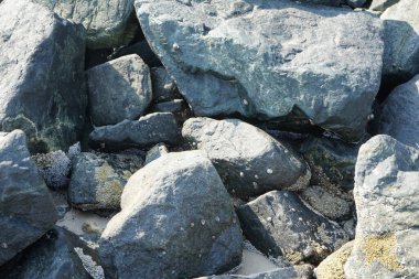 Nisan ayında Khor Fakkan kıyı şeridindeki Umman Körfezi taşkın bölgesinde kayalarda yaşayan kabuklu deniz ürünleri ve kalori fosilleri bulundu. Kabuklu deniz hayvanları, dış iskelet taşıyan su omurgasızlarıdır. Şeriat, Birleşik Arap Emirlikleri.
