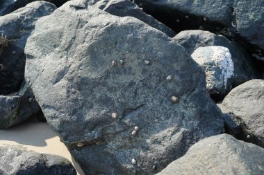 Nisan ayında Khor Fakkan kıyı şeridindeki Umman Körfezi taşkın bölgesinde kayalarda yaşayan kabuklu deniz ürünleri ve kalori fosilleri bulundu. Kabuklu deniz hayvanları, dış iskelet taşıyan su omurgasızlarıdır. Şeriat, Birleşik Arap Emirlikleri.