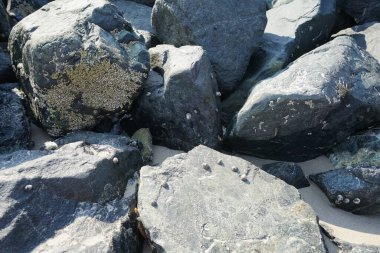 Nisan ayında Khor Fakkan kıyı şeridindeki Umman Körfezi taşkın bölgesinde kayalarda yaşayan kabuklu deniz ürünleri ve kalori fosilleri bulundu. Kabuklu deniz hayvanları, dış iskelet taşıyan su omurgasızlarıdır. Şeriat, Birleşik Arap Emirlikleri.