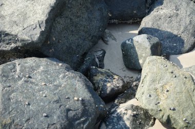 Nisan ayında Khor Fakkan kıyı şeridindeki Umman Körfezi taşkın bölgesinde kayalarda yaşayan kabuklu deniz ürünleri ve kalori fosilleri bulundu. Kabuklu deniz hayvanları, dış iskelet taşıyan su omurgasızlarıdır. Şeriat, Birleşik Arap Emirlikleri.