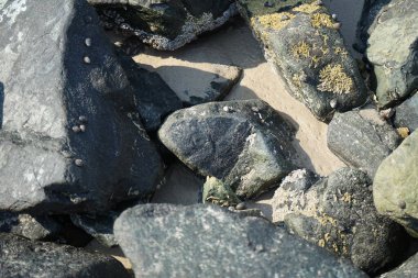 Nisan ayında Khor Fakkan kıyı şeridindeki Umman Körfezi taşkın bölgesinde kayalarda yaşayan kabuklu deniz ürünleri ve kalori fosilleri bulundu. Kabuklu deniz hayvanları, dış iskelet taşıyan su omurgasızlarıdır. Şeriat, Birleşik Arap Emirlikleri.