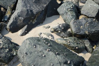 Nisan ayında Khor Fakkan kıyı şeridindeki Umman Körfezi taşkın bölgesinde kayalarda yaşayan kabuklu deniz ürünleri ve kalori fosilleri bulundu. Kabuklu deniz hayvanları, dış iskelet taşıyan su omurgasızlarıdır. Şeriat, Birleşik Arap Emirlikleri.