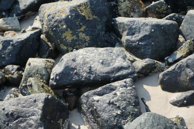 Nisan ayında Khor Fakkan kıyı şeridindeki Umman Körfezi taşkın bölgesinde kayalarda yaşayan kabuklu deniz ürünleri ve kalori fosilleri bulundu. Kabuklu deniz hayvanları, dış iskelet taşıyan su omurgasızlarıdır. Şeriat, Birleşik Arap Emirlikleri.