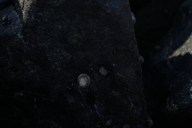 Nisan ayında Khor Fakkan kıyı şeridindeki Umman Körfezi taşkın bölgesinde kayalarda yaşayan kabuklu deniz ürünleri ve kalori fosilleri bulundu. Kabuklu deniz hayvanları, dış iskelet taşıyan su omurgasızlarıdır. Şeriat, Birleşik Arap Emirlikleri.