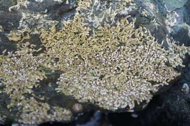 Nisan ayında Khor Fakkan Sahili 'nde Umman Körfezi yakınlarındaki bir kayanın üzerinde bulunan Calcareous Pomatoceros triqueter tüpleri. Pomatoceros (veya Spirobranchus triqueter, Keelworm, Tubeworm), Polychaeta sınıfında tüp oluşturan bir solucandır. Khor Fakkan, BAE. 