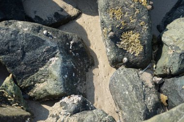 Nisan ayında Khor Fakkan kıyı şeridindeki Umman Körfezi taşkın bölgesinde kayalarda yaşayan kabuklu deniz ürünleri ve kalori fosilleri bulundu. Kabuklu deniz hayvanları, dış iskelet taşıyan su omurgasızlarıdır. Şeriat, Birleşik Arap Emirlikleri.