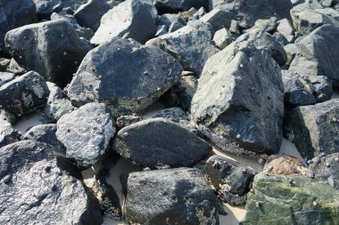 Nisan ayında Khor Fakkan kıyı şeridindeki Umman Körfezi taşkın bölgesinde kayalarda yaşayan kabuklu deniz ürünleri ve kalori fosilleri bulundu. Kabuklu deniz hayvanları, dış iskelet taşıyan su omurgasızlarıdır. Şeriat, Birleşik Arap Emirlikleri.