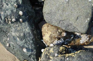 Nisan ayında Khor Fakkan kıyı şeridindeki Umman Körfezi taşkın bölgesinde kayalarda yaşayan kabuklu deniz ürünleri ve kalori fosilleri bulundu. Kabuklu deniz hayvanları, dış iskelet taşıyan su omurgasızlarıdır. Şeriat, Birleşik Arap Emirlikleri.