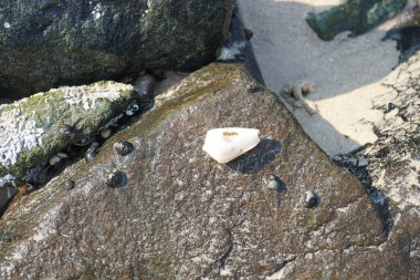 Nisan ayında Khor Fakkan kıyı şeridindeki Umman Körfezi taşkın bölgesinde kayalarda yaşayan kabuklu deniz ürünleri ve kalori fosilleri bulundu. Kabuklu deniz hayvanları, dış iskelet taşıyan su omurgasızlarıdır. Şeriat, Birleşik Arap Emirlikleri.