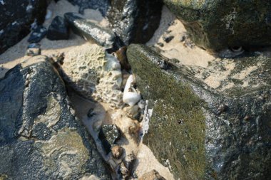 Nisan ayında Khor Fakkan kıyı şeridindeki Umman Körfezi taşkın bölgesinde kayalarda yaşayan kabuklu deniz ürünleri ve kalori fosilleri bulundu. Kabuklu deniz hayvanları, dış iskelet taşıyan su omurgasızlarıdır. Şeriat, Birleşik Arap Emirlikleri.