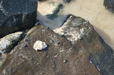 Nisan ayında Khor Fakkan kıyı şeridindeki Umman Körfezi taşkın bölgesinde kayalarda yaşayan kabuklu deniz ürünleri ve kalori fosilleri bulundu. Kabuklu deniz hayvanları, dış iskelet taşıyan su omurgasızlarıdır. Şeriat, Birleşik Arap Emirlikleri.