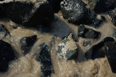 Nisan ayında Khor Fakkan kıyı şeridindeki Umman Körfezi taşkın bölgesinde kayalarda yaşayan kabuklu deniz ürünleri ve kalori fosilleri bulundu. Kabuklu deniz hayvanları, dış iskelet taşıyan su omurgasızlarıdır. Şeriat, Birleşik Arap Emirlikleri.