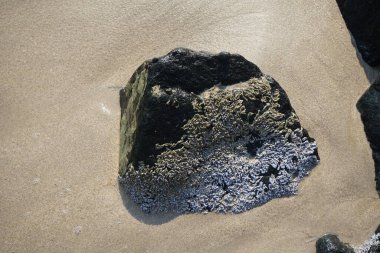 Nisan ayında Khor Fakkan Sahili 'nde Umman Körfezi yakınlarındaki bir kayanın üzerinde bulunan Calcareous Pomatoceros triqueter tüpleri. Pomatoceros (veya Spirobranchus triqueter, Keelworm, Tubeworm), Polychaeta sınıfında tüp oluşturan bir solucandır. Khor Fakkan, BAE. 