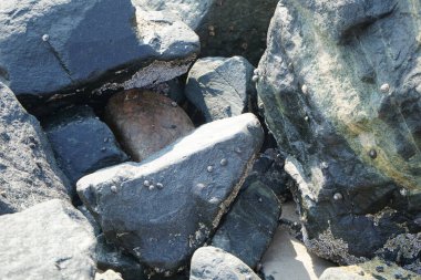 Nisan ayında Khor Fakkan kıyı şeridindeki Umman Körfezi taşkın bölgesinde kayalarda yaşayan kabuklu deniz ürünleri ve kalori fosilleri bulundu. Kabuklu deniz hayvanları, dış iskelet taşıyan su omurgasızlarıdır. Şeriat, Birleşik Arap Emirlikleri.