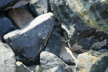 Nisan ayında Khor Fakkan kıyı şeridindeki Umman Körfezi taşkın bölgesinde kayalarda yaşayan kabuklu deniz ürünleri ve kalori fosilleri bulundu. Kabuklu deniz hayvanları, dış iskelet taşıyan su omurgasızlarıdır. Şeriat, Birleşik Arap Emirlikleri.
