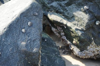 Nisan ayında Khor Fakkan kıyı şeridindeki Umman Körfezi taşkın bölgesinde kayalarda yaşayan kabuklu deniz ürünleri ve kalori fosilleri bulundu. Kabuklu deniz hayvanları, dış iskelet taşıyan su omurgasızlarıdır. Şeriat, Birleşik Arap Emirlikleri.