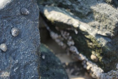 Nisan ayında Khor Fakkan kıyı şeridindeki Umman Körfezi taşkın bölgesinde kayalarda yaşayan kabuklu deniz ürünleri ve kalori fosilleri bulundu. Kabuklu deniz hayvanları, dış iskelet taşıyan su omurgasızlarıdır. Şeriat, Birleşik Arap Emirlikleri.