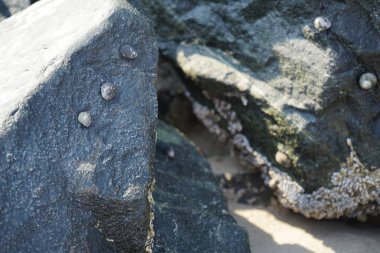 Nisan ayında Khor Fakkan kıyı şeridindeki Umman Körfezi taşkın bölgesinde kayalarda yaşayan kabuklu deniz ürünleri ve kalori fosilleri bulundu. Kabuklu deniz hayvanları, dış iskelet taşıyan su omurgasızlarıdır. Şeriat, Birleşik Arap Emirlikleri.