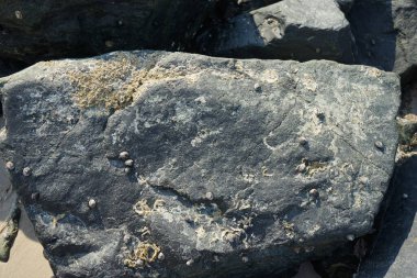 Nisan ayında Khor Fakkan kıyı şeridindeki Umman Körfezi taşkın bölgesinde kayalarda yaşayan kabuklu deniz ürünleri ve kalori fosilleri bulundu. Kabuklu deniz hayvanları, dış iskelet taşıyan su omurgasızlarıdır. Şeriat, Birleşik Arap Emirlikleri.