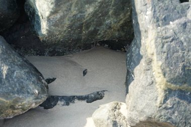 Nisan ayında Khor Fakkan kıyı şeridindeki Umman Körfezi taşkın bölgesinde kayalarda yaşayan kabuklu deniz ürünleri ve kalori fosilleri bulundu. Kabuklu deniz hayvanları, dış iskelet taşıyan su omurgasızlarıdır. Şeriat, Birleşik Arap Emirlikleri.