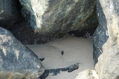 Nisan ayında Khor Fakkan kıyı şeridindeki Umman Körfezi taşkın bölgesinde kayalarda yaşayan kabuklu deniz ürünleri ve kalori fosilleri bulundu. Kabuklu deniz hayvanları, dış iskelet taşıyan su omurgasızlarıdır. Şeriat, Birleşik Arap Emirlikleri.