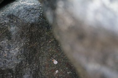 Nisan ayında Khor Fakkan Sahili 'nde Umman Körfezi yakınlarındaki bir kayanın üzerinde bulunan Calcareous Pomatoceros triqueter tüpleri. Pomatoceros (veya Spirobranchus triqueter, Keelworm, Tubeworm), Polychaeta sınıfında tüp oluşturan bir solucandır. Khor Fakkan, BAE. 