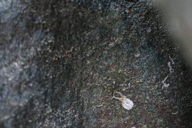 Nisan ayında Khor Fakkan Sahili 'nde Umman Körfezi yakınlarındaki bir kayanın üzerinde bulunan Calcareous Pomatoceros triqueter tüpleri. Pomatoceros (veya Spirobranchus triqueter, Keelworm, Tubeworm), Polychaeta sınıfında tüp oluşturan bir solucandır. Khor Fakkan, BAE. 