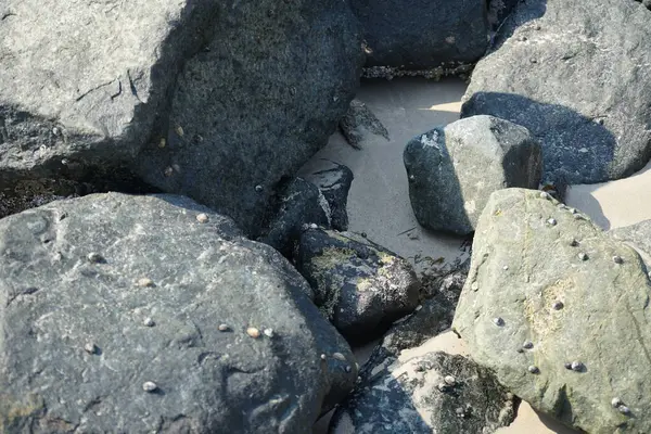 Nisan ayında Khor Fakkan kıyı şeridindeki Umman Körfezi taşkın bölgesinde kayalarda yaşayan kabuklu deniz ürünleri ve kalori fosilleri bulundu. Kabuklu deniz hayvanları, dış iskelet taşıyan su omurgasızlarıdır. Şeriat, Birleşik Arap Emirlikleri.