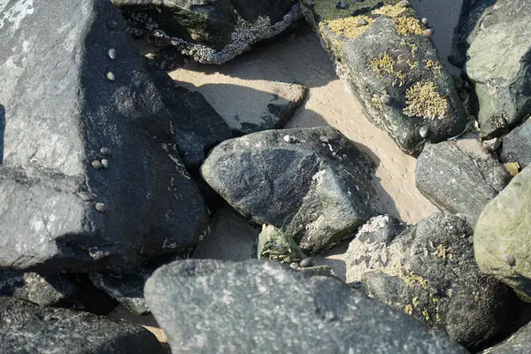 Nisan ayında Khor Fakkan kıyı şeridindeki Umman Körfezi taşkın bölgesinde kayalarda yaşayan kabuklu deniz ürünleri ve kalori fosilleri bulundu. Kabuklu deniz hayvanları, dış iskelet taşıyan su omurgasızlarıdır. Şeriat, Birleşik Arap Emirlikleri.