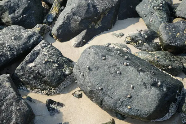 Nisan ayında Khor Fakkan kıyı şeridindeki Umman Körfezi taşkın bölgesinde kayalarda yaşayan kabuklu deniz ürünleri ve kalori fosilleri bulundu. Kabuklu deniz hayvanları, dış iskelet taşıyan su omurgasızlarıdır. Şeriat, Birleşik Arap Emirlikleri.
