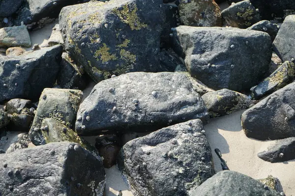 Nisan ayında Khor Fakkan kıyı şeridindeki Umman Körfezi taşkın bölgesinde kayalarda yaşayan kabuklu deniz ürünleri ve kalori fosilleri bulundu. Kabuklu deniz hayvanları, dış iskelet taşıyan su omurgasızlarıdır. Şeriat, Birleşik Arap Emirlikleri.