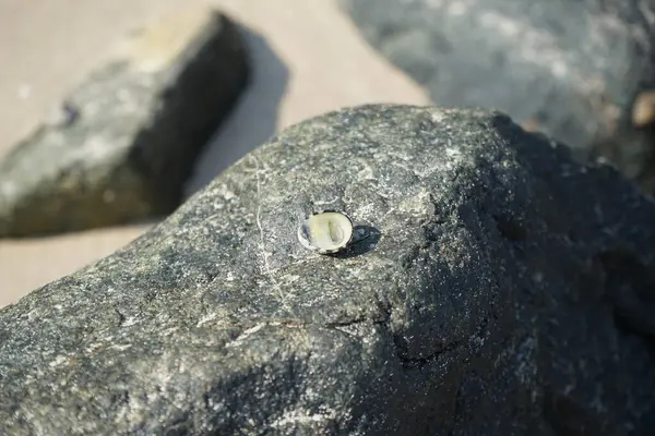 Nisan ayında Khor Fakkan kıyı şeridindeki Umman Körfezi taşkın bölgesinde kayalarda yaşayan kabuklu deniz ürünleri ve kalori fosilleri bulundu. Kabuklu deniz hayvanları, dış iskelet taşıyan su omurgasızlarıdır. Şeriat, Birleşik Arap Emirlikleri.