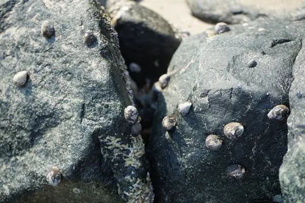 Nisan ayında Khor Fakkan kıyı şeridindeki Umman Körfezi taşkın bölgesinde kayalarda yaşayan kabuklu deniz ürünleri ve kalori fosilleri bulundu. Kabuklu deniz hayvanları, dış iskelet taşıyan su omurgasızlarıdır. Şeriat, Birleşik Arap Emirlikleri.
