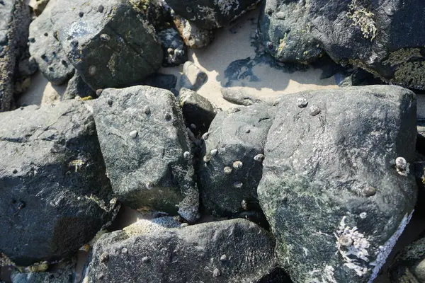 Nisan ayında Khor Fakkan kıyı şeridindeki Umman Körfezi taşkın bölgesinde kayalarda yaşayan kabuklu deniz ürünleri ve kalori fosilleri bulundu. Kabuklu deniz hayvanları, dış iskelet taşıyan su omurgasızlarıdır. Şeriat, Birleşik Arap Emirlikleri.