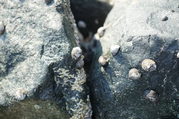 Nisan ayında Khor Fakkan kıyı şeridindeki Umman Körfezi taşkın bölgesinde kayalarda yaşayan kabuklu deniz ürünleri ve kalori fosilleri bulundu. Kabuklu deniz hayvanları, dış iskelet taşıyan su omurgasızlarıdır. Şeriat, Birleşik Arap Emirlikleri.