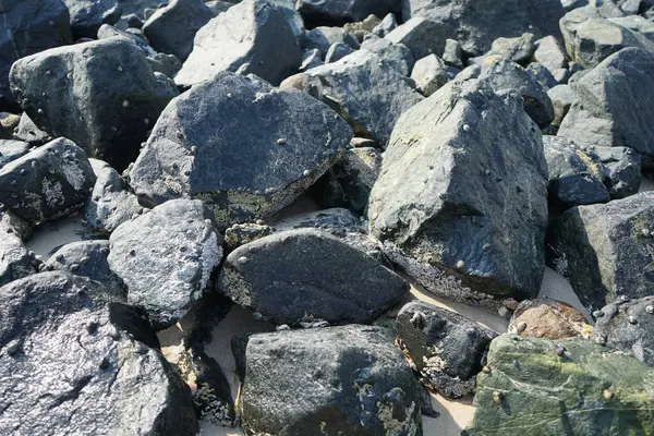 Nisan ayında Khor Fakkan kıyı şeridindeki Umman Körfezi taşkın bölgesinde kayalarda yaşayan kabuklu deniz ürünleri ve kalori fosilleri bulundu. Kabuklu deniz hayvanları, dış iskelet taşıyan su omurgasızlarıdır. Şeriat, Birleşik Arap Emirlikleri.