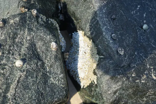 Nisan ayında Khor Fakkan kıyı şeridindeki Umman Körfezi taşkın bölgesinde kayalarda yaşayan kabuklu deniz ürünleri ve kalori fosilleri bulundu. Kabuklu deniz hayvanları, dış iskelet taşıyan su omurgasızlarıdır. Şeriat, Birleşik Arap Emirlikleri.